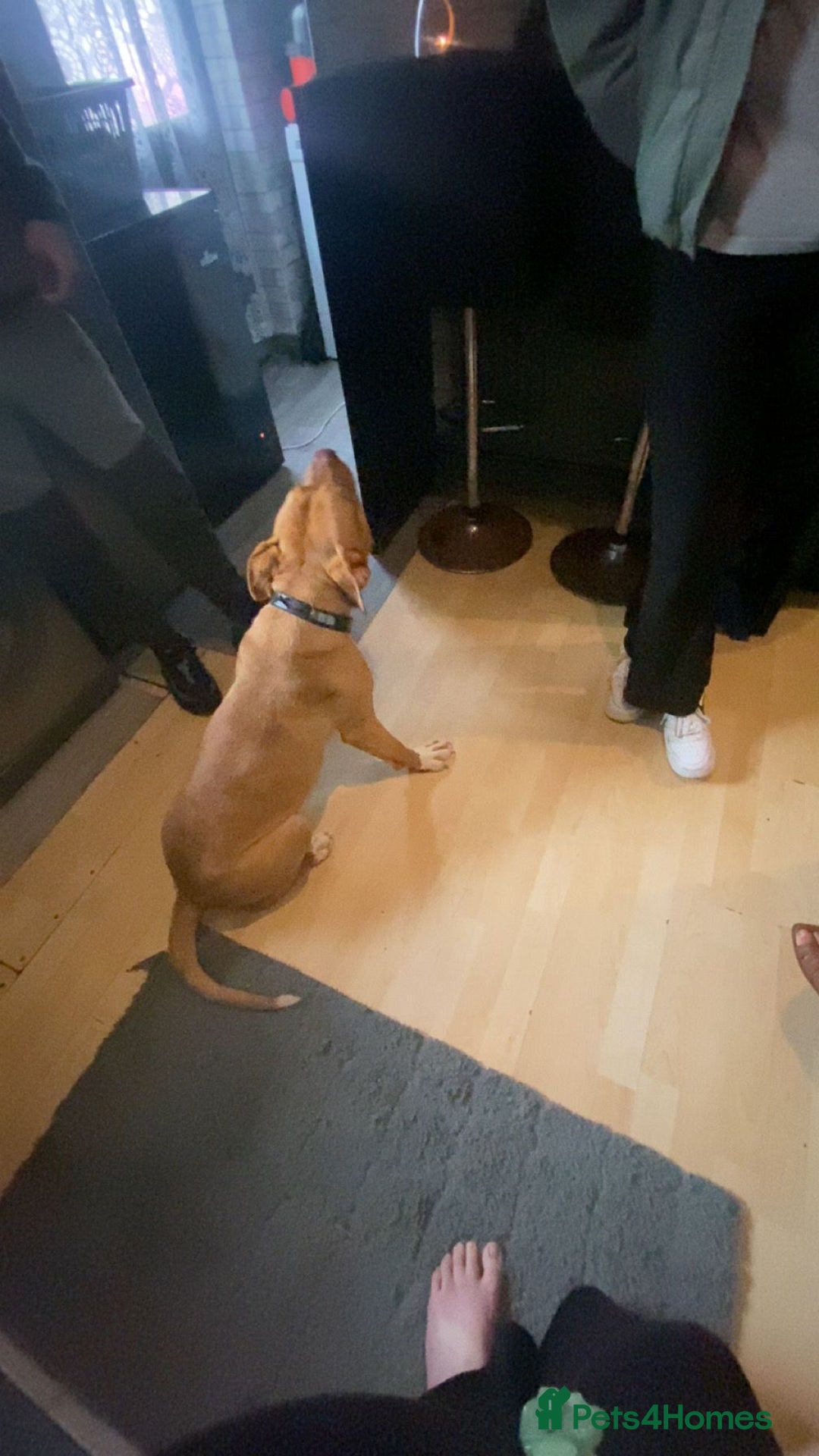 American Bully dogs for sale: American Bully Male - Image 5