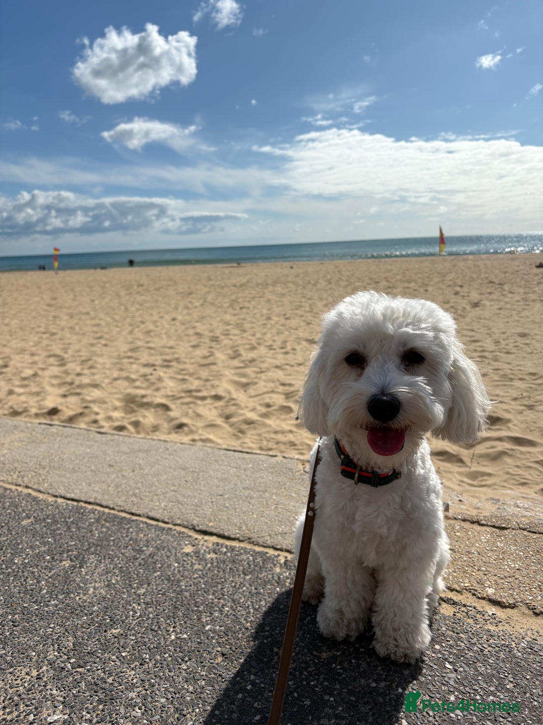 Bichon Frise dogs for sale: 1 year old Bishon looking for new home  - Image 5