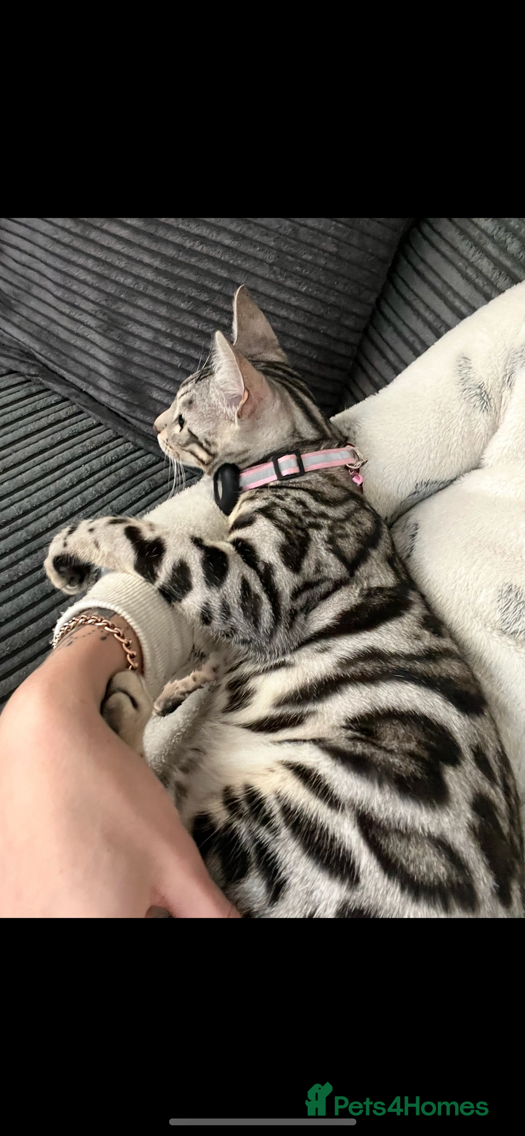 Bengal cats for sale: Female bengal needing her forever home  - Advert 3