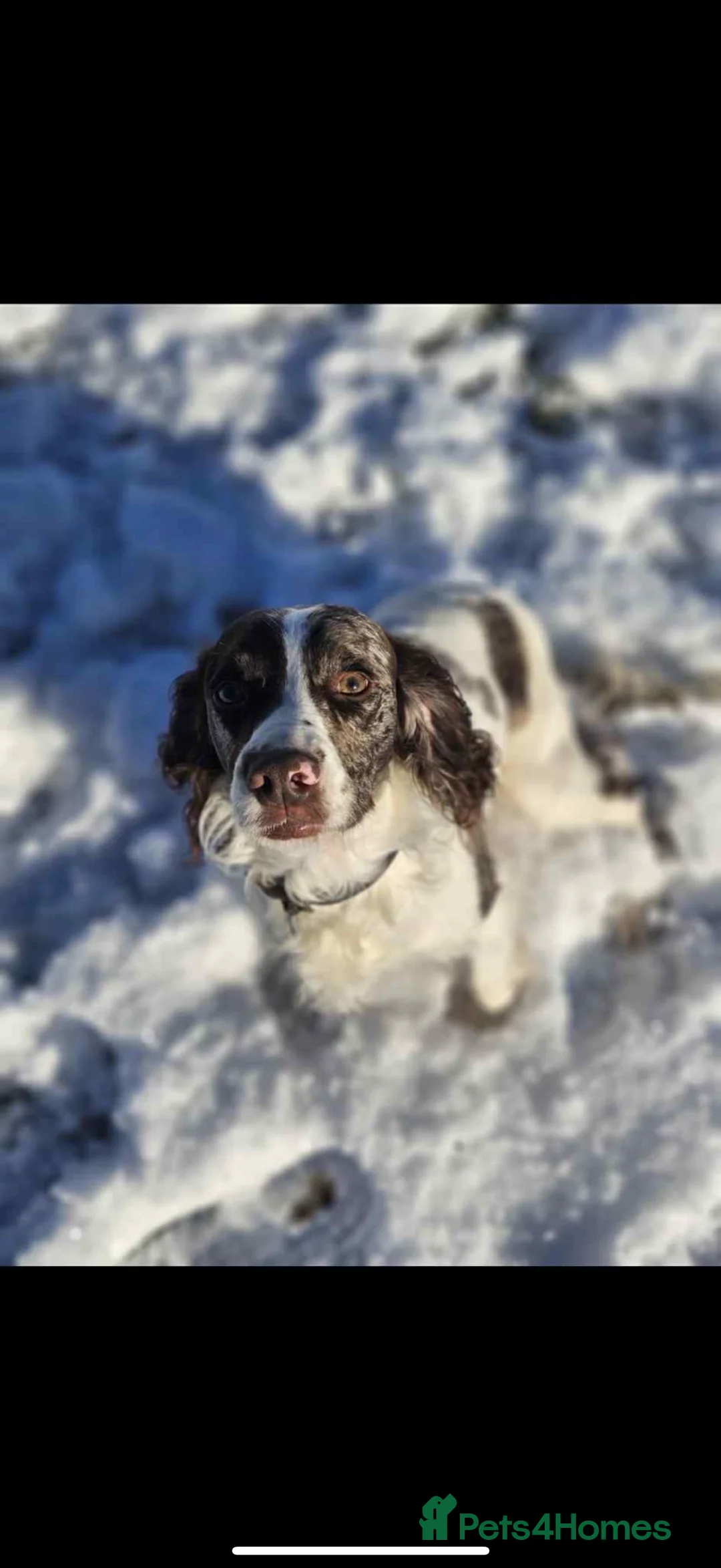 Cocker Spaniel dogs for sale: Cocker spaniel boys! - Advert 15