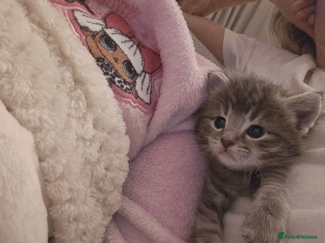 Mixed Breed cats for sale: Part Maine Coon - Advert 3