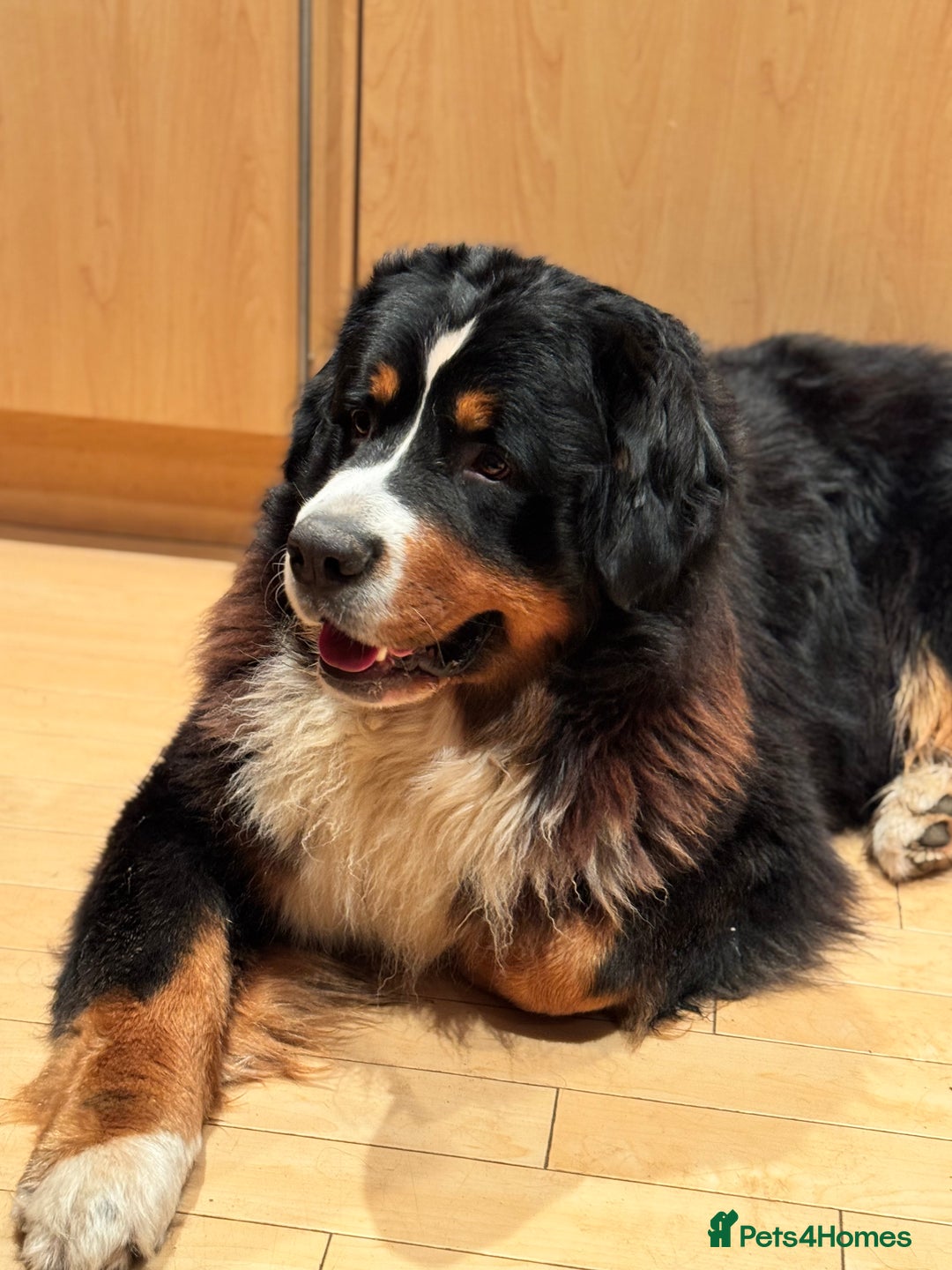 Bernese Mountain Dog dogs for sale: Stunning Pedigree Bernese Mountain Puppies - Advert 11