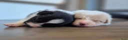 Border Collie dogs for sale: Exceptional, health tested, KC registered puppies - Advert 27