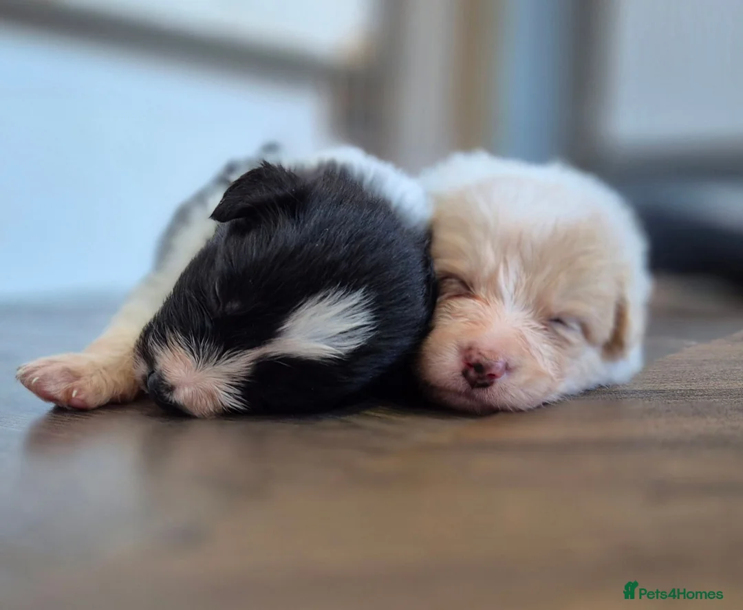 Border Collie dogs for sale: Exceptional, health tested, KC registered puppies - Advert 27