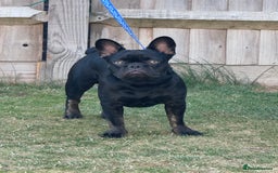 French Bulldog dogs for sale: French bulldog  - Image 1