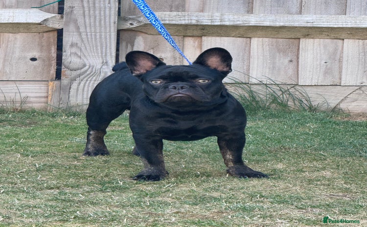 French Bulldog dogs - Advert 10