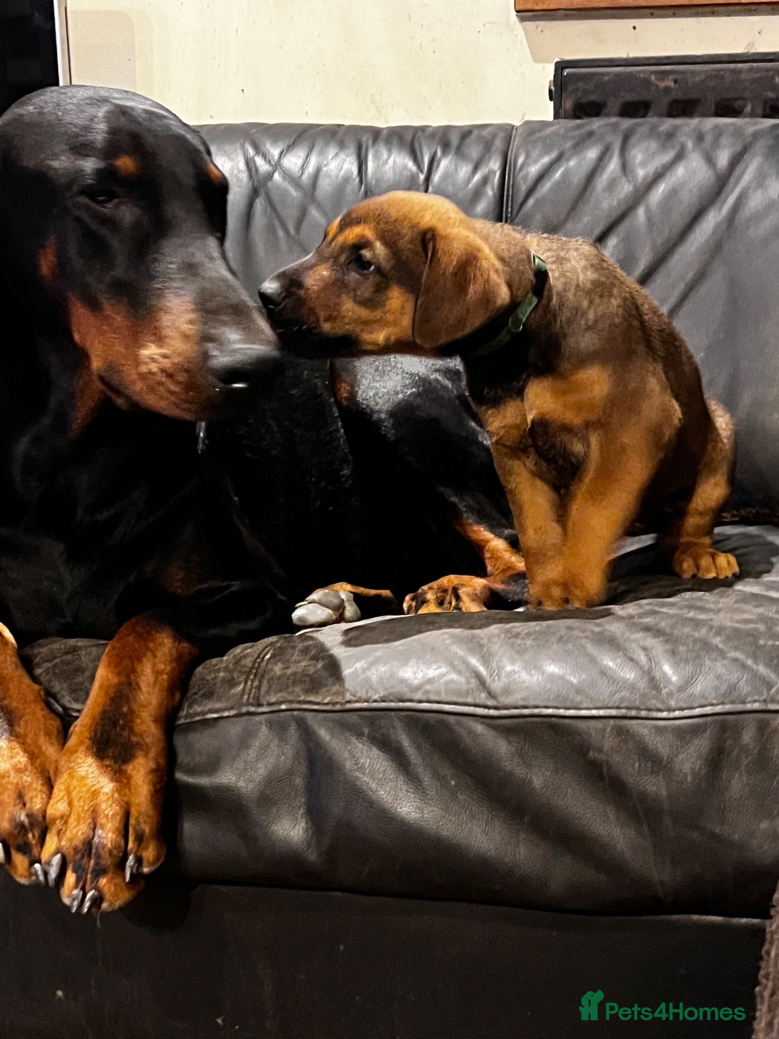 Dobermann dogs Beautiful litter of European Dobermann X - Advert 7