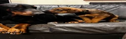 Dobermann dogs for sale: Beautiful litter of European Dobermann X - Advert 15