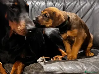Dobermann dogs Beautiful litter of European Dobermann X - Advert 7