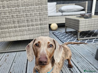 Miniature Dachshund dogs - Advert 41