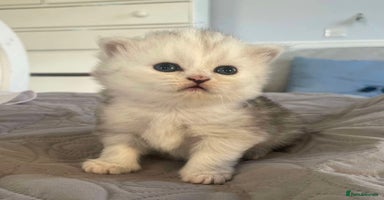 Persian cats - Advert 1