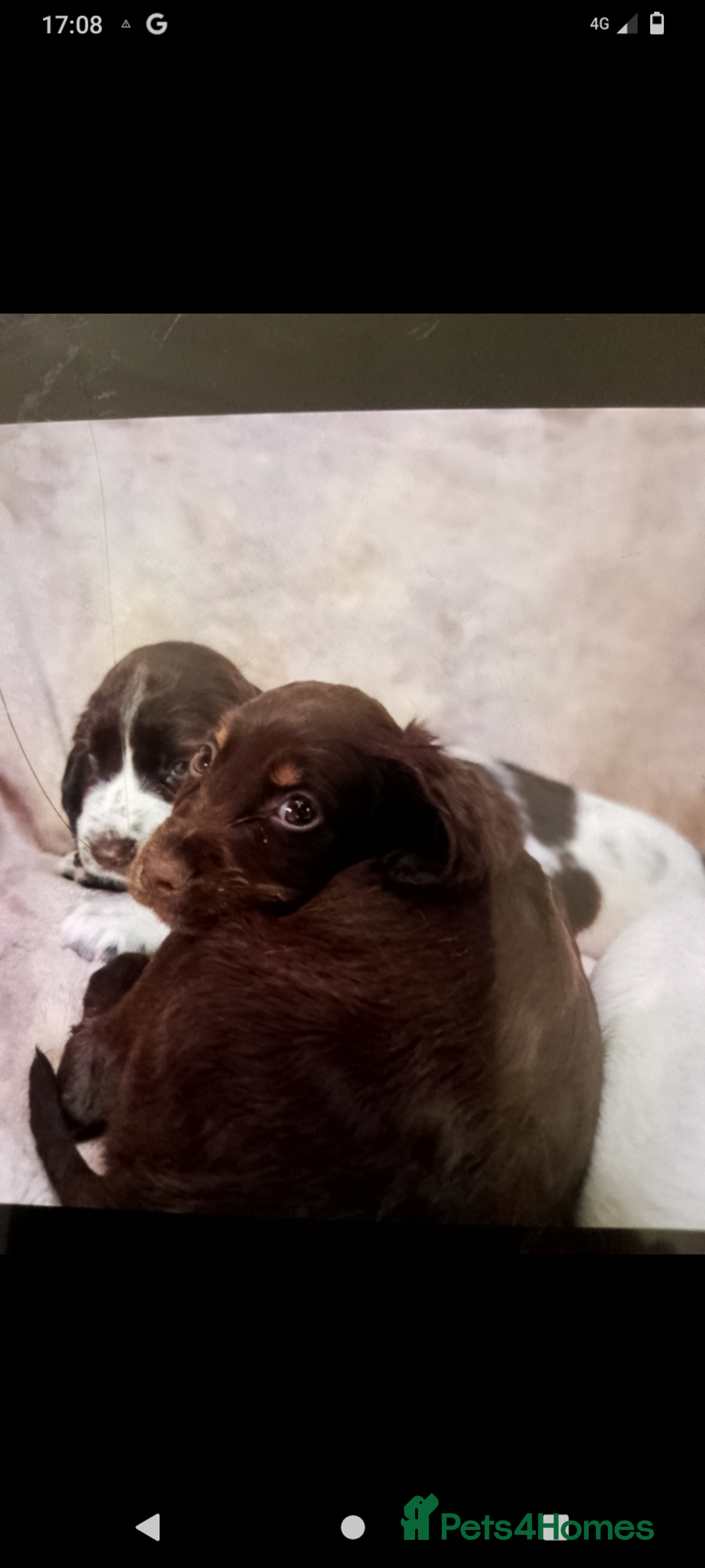 Cocker Spaniel dogs for sale: Cocker spaniel puppies  - Image 3