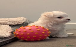Maltese dogs for sale: Absolutely adorable Maltese girl  - Image 20