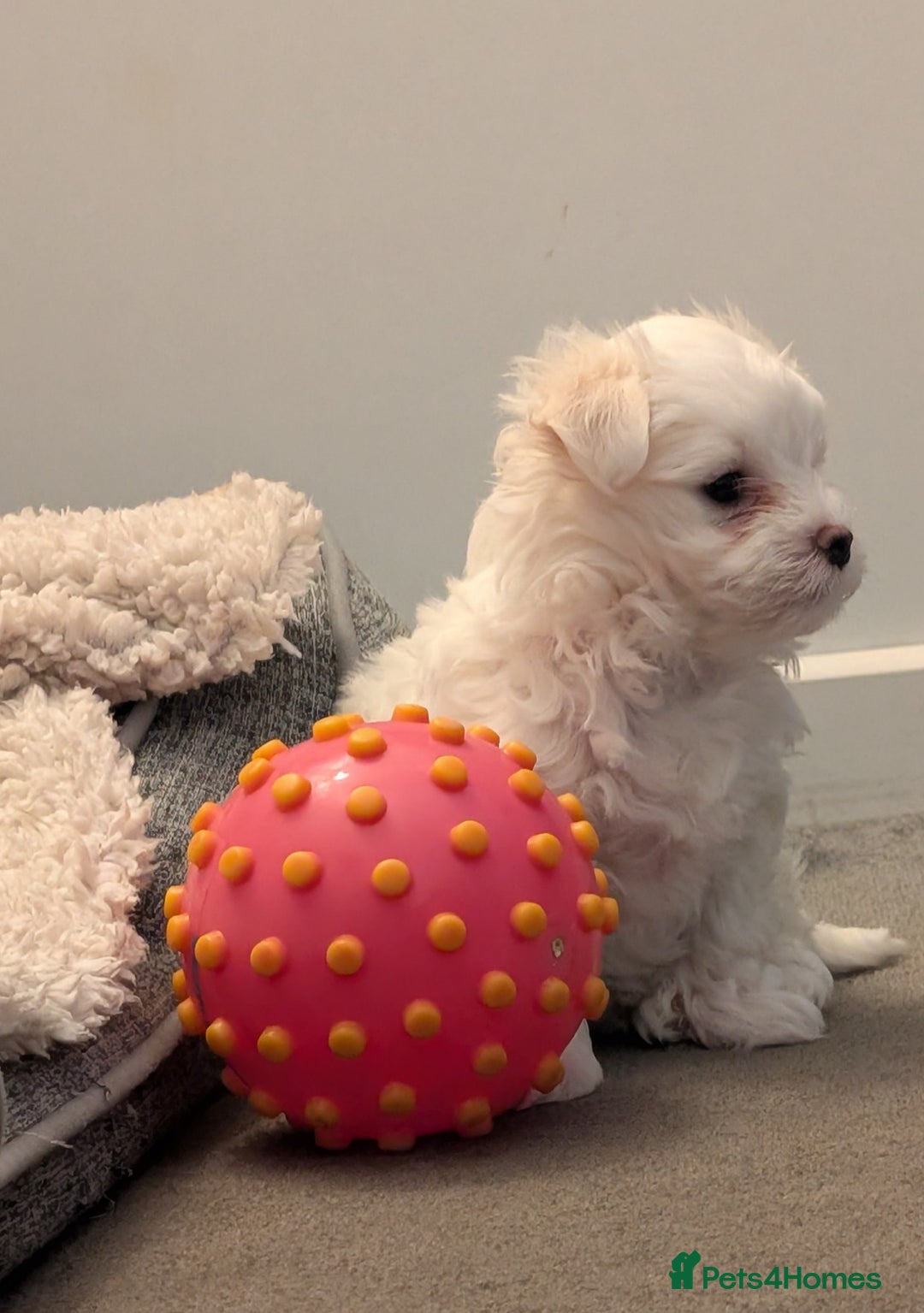 Maltese dogs for sale: Absolutely adorable Maltese girl  - Image 20