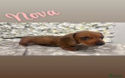 Miniature Dachshund dogs for sale: 🐾 Miniature Dachshund Puppies 🐾 - Image 3