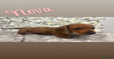 Miniature Dachshund dogs - Advert 1