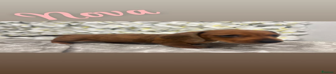 Miniature Dachshund Puppy 2