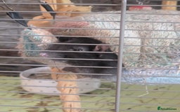 Rat rodents for sale: 2 Rats for rehoming - Image 9