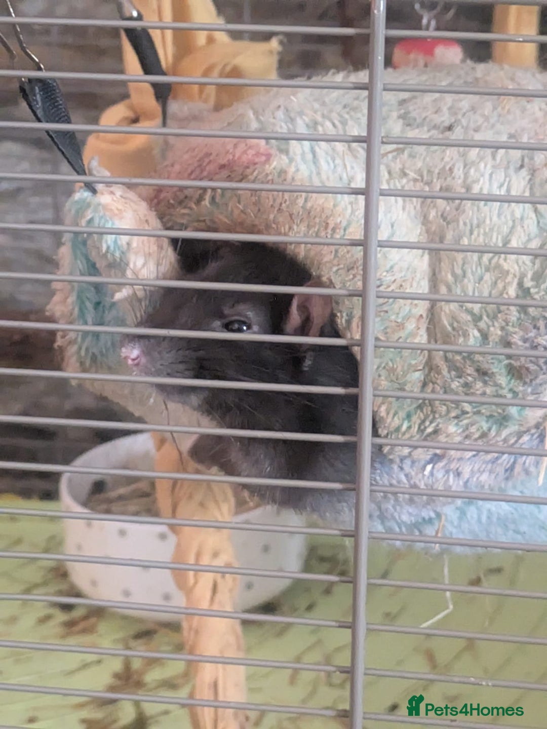 Rat rodents for sale: 2 Rats for rehoming - Image 9