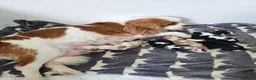 Cavalier King Charles Spaniel dogs for sale: MRI scanned parents fullY health tested - Advert 4