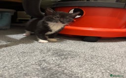 British Shorthair cats for sale: Cute moggie  - Image 8