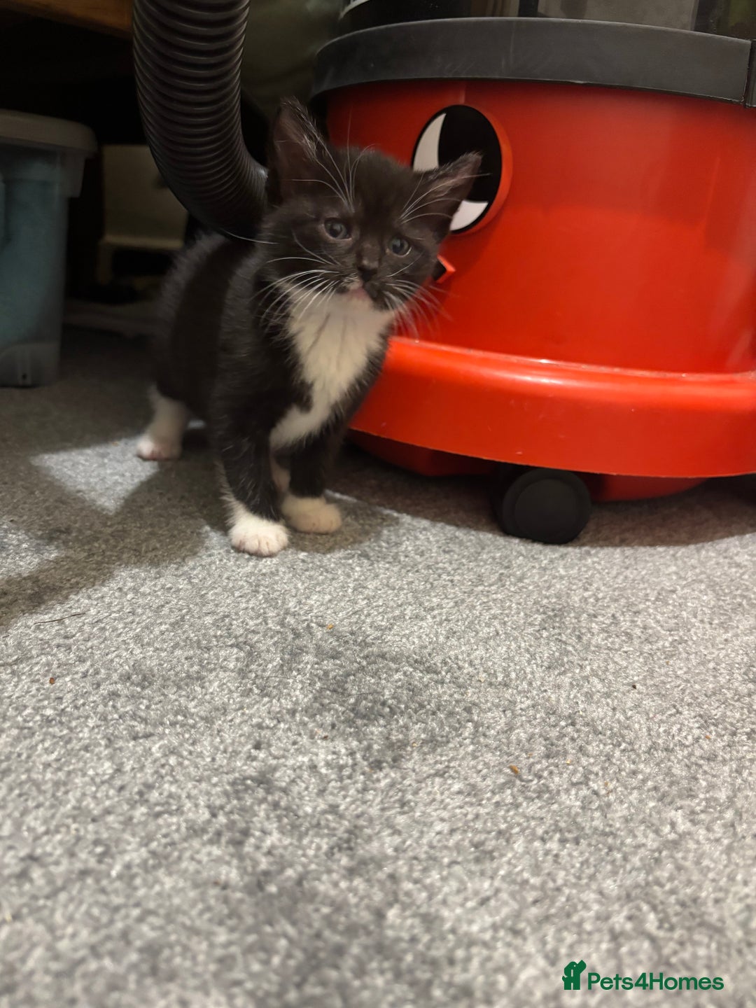 British Shorthair cats for sale: Cute moggie  - Image 8