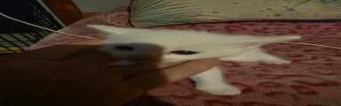 Mixed Breed Kitten 2