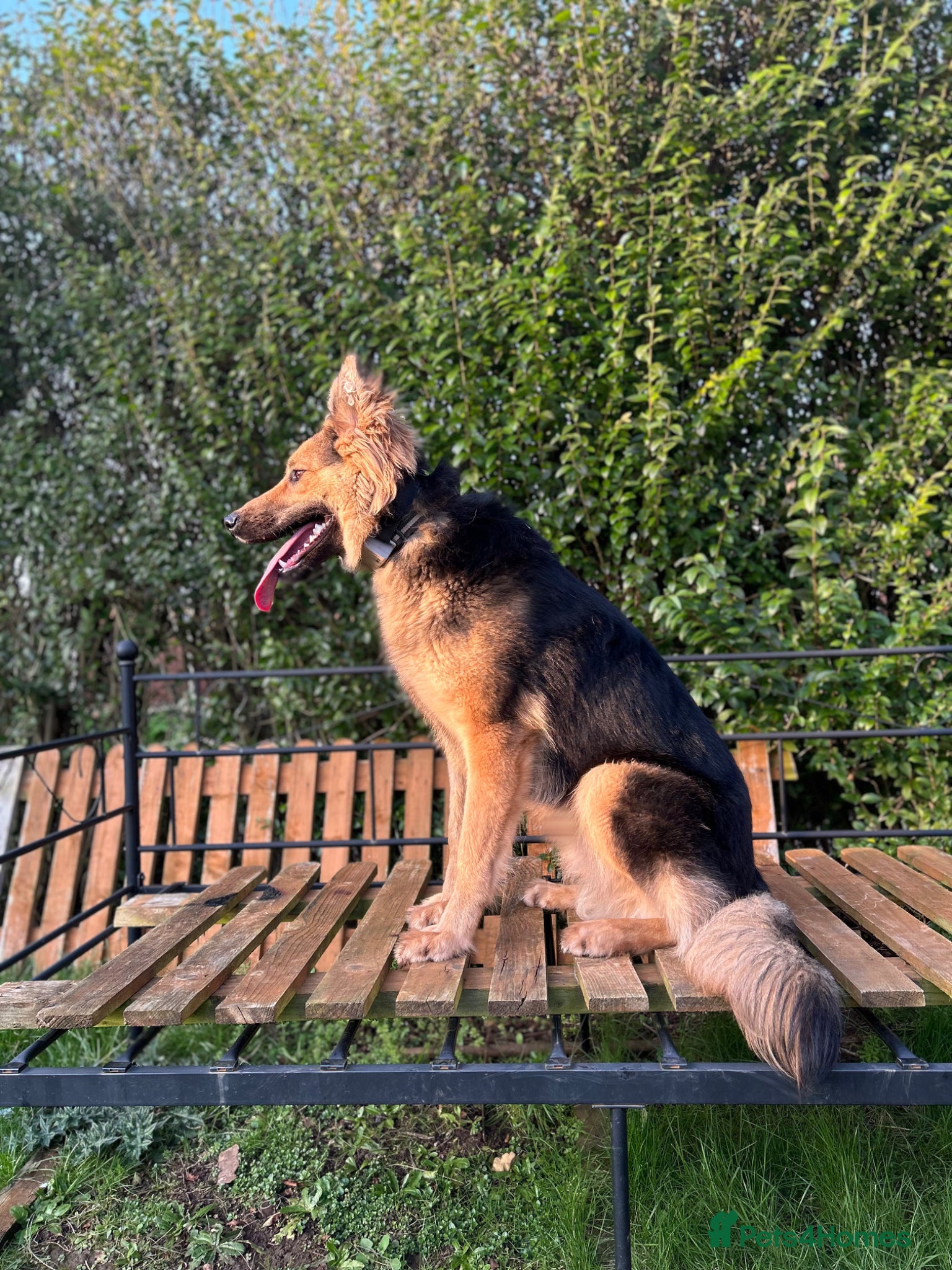 German Shepherd dogs Male German shepherd  - Advert 1