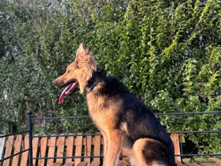 German Shepherd dogs Male German shepherd - Advert 1