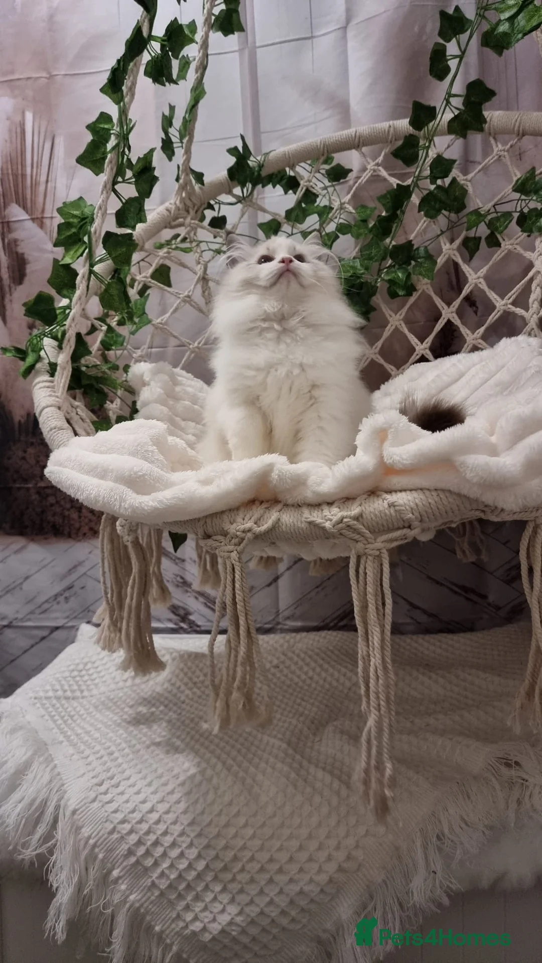 Ragdoll cats for sale: Exceptional Tica Registered Ragdoll Kittens - Advert 34