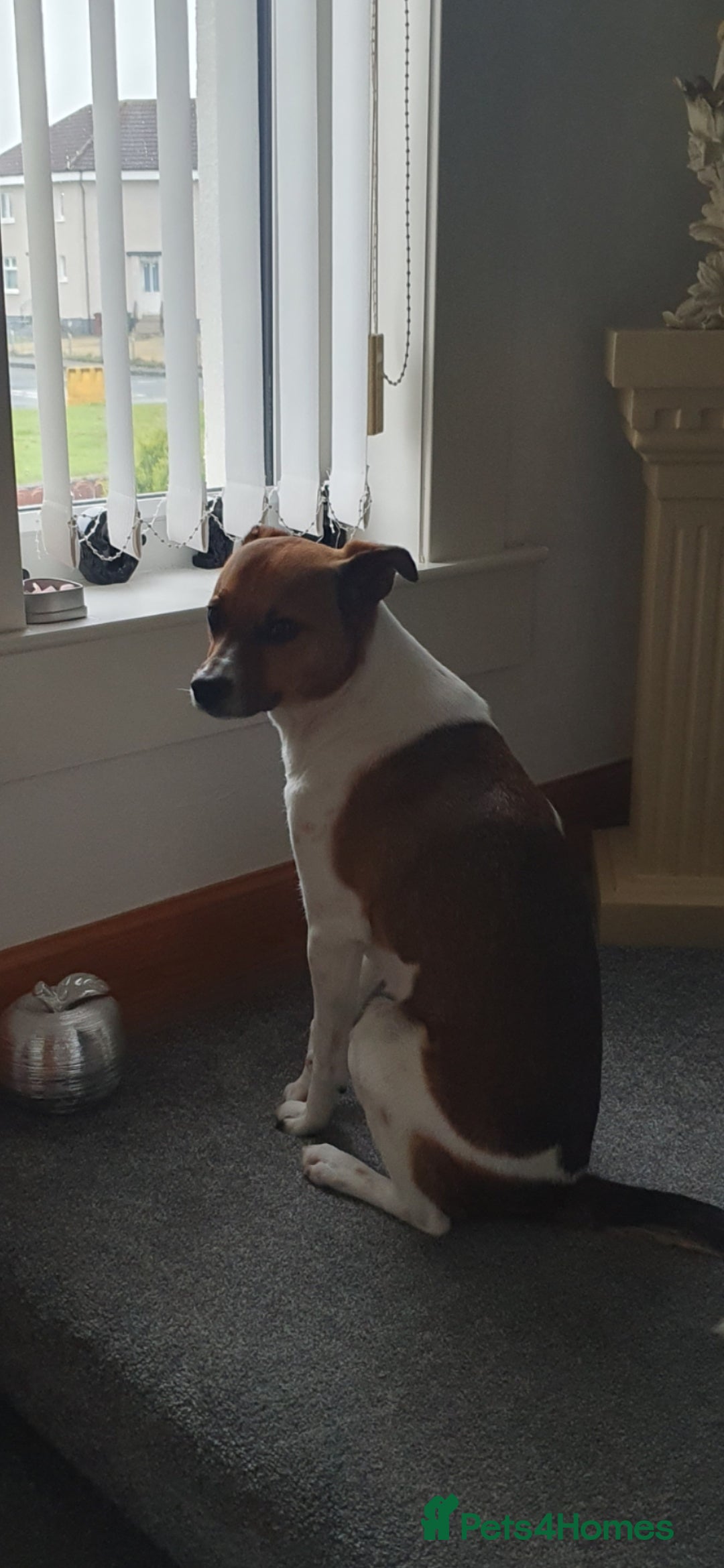 Mixed Breed dogs for sale: 6 year old Jack Russel x - Image 3