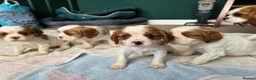 Cavalier King Charles Spaniel dogs for sale: Cavalier King Charles Spaniel Puppies for sale - Advert 1
