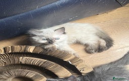 Ragdoll cats for sale: ADORABLE RAGDOLL POLYDACTYL KITTENS - READY NOW - Image 14