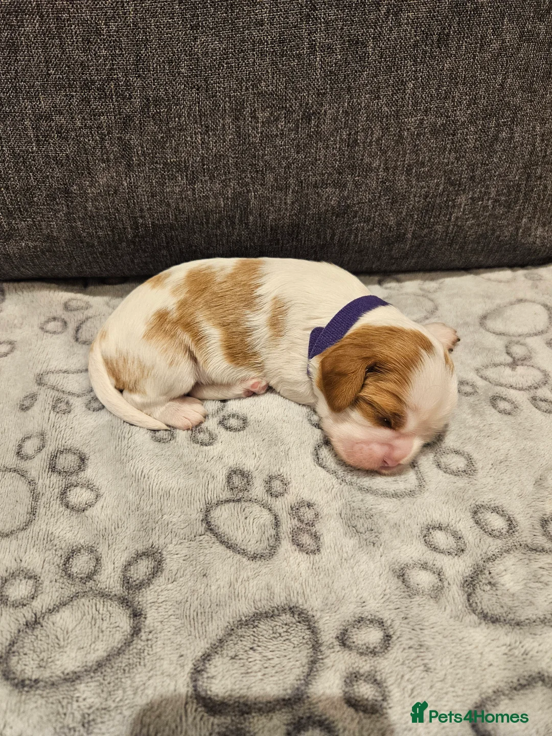 Cavalier King Charles Spaniel dogs for sale: * KC reg Cavalier King Charles Spaniel * - Advert 8