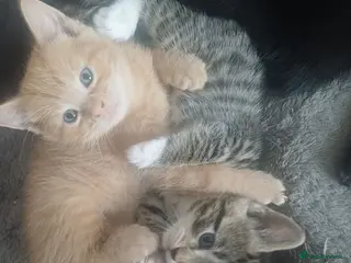 Mixed Breed cats Lovely Kittens😍😍😍 - Advert 13