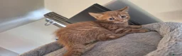 American Shorthair cats for sale: American shorthair femal kitten - Advert 4