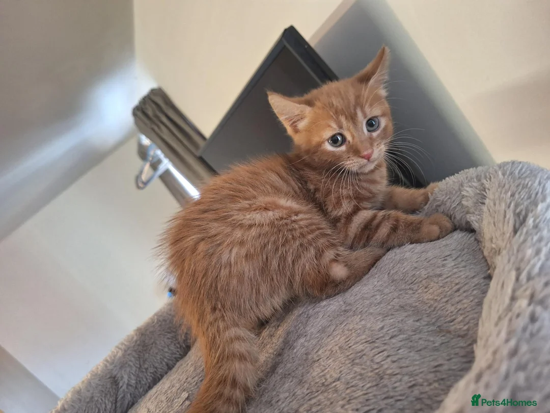 American Shorthair cats for sale: American shorthair femal kitten - Advert 4