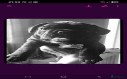 French Bulldog dogs for sale: Frenchbulldog - Image 2