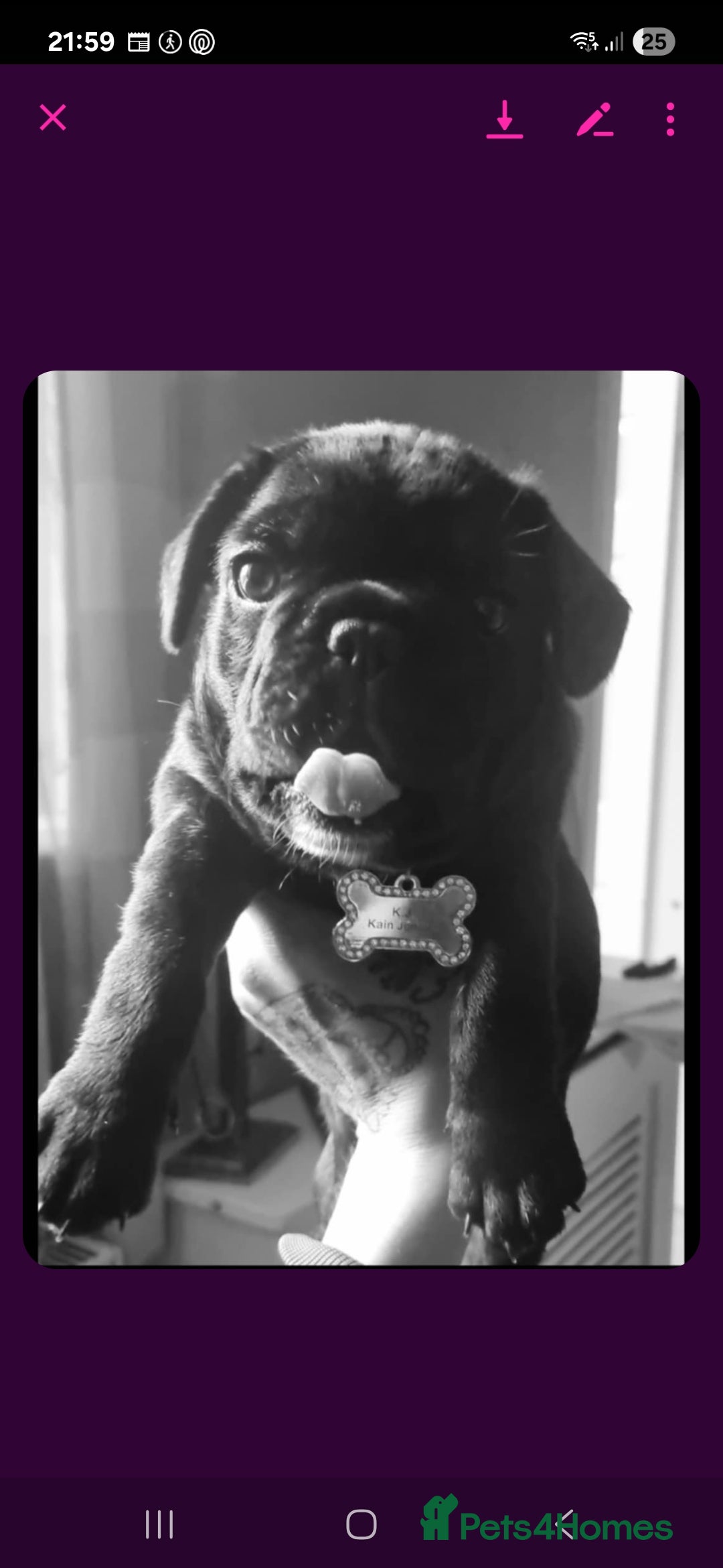 French Bulldog dogs for sale: Frenchbulldog - Image 2