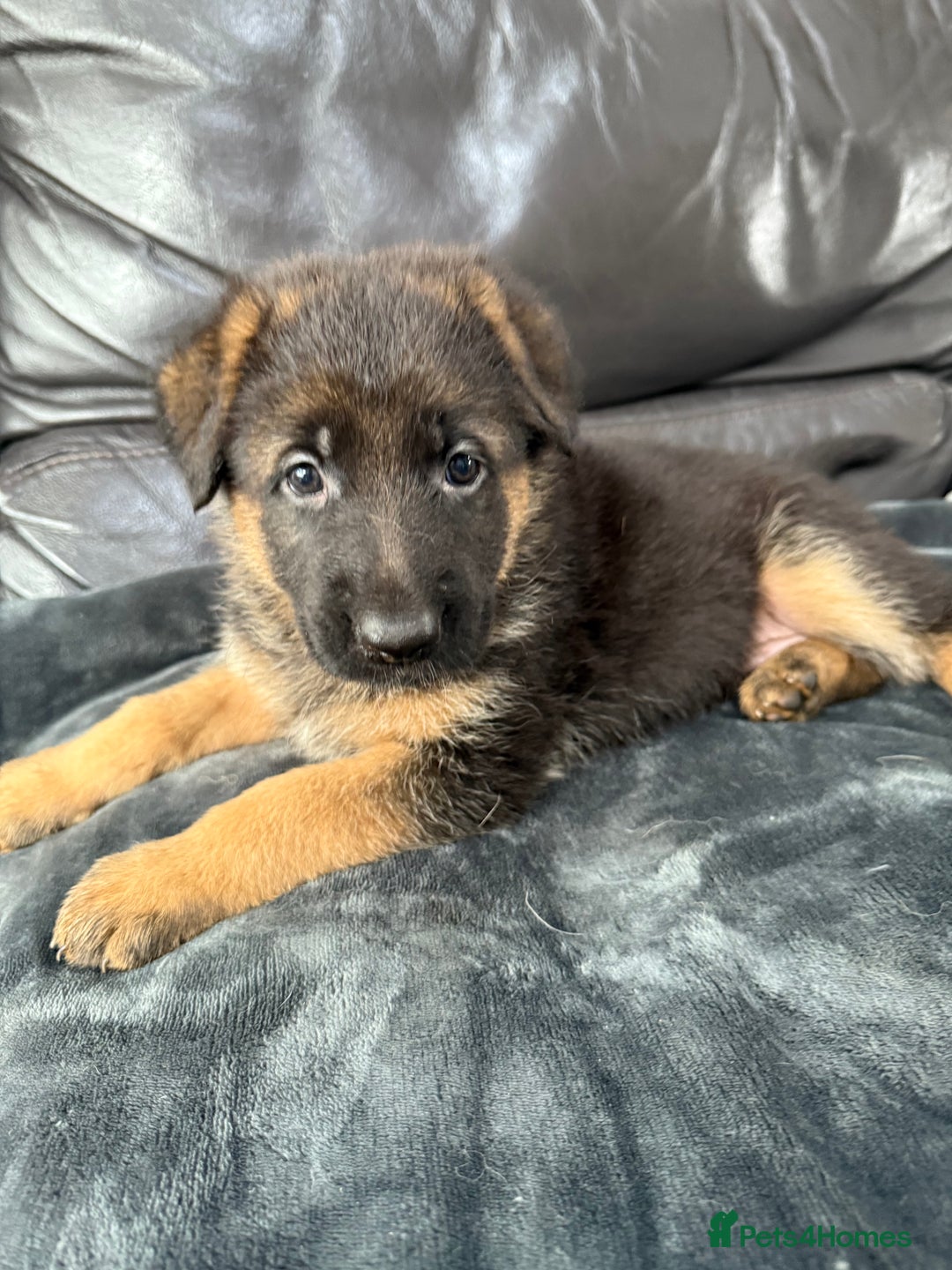 German Shepherd dogs for sale: TOP QUALITY SHOW LINES  - Image 12