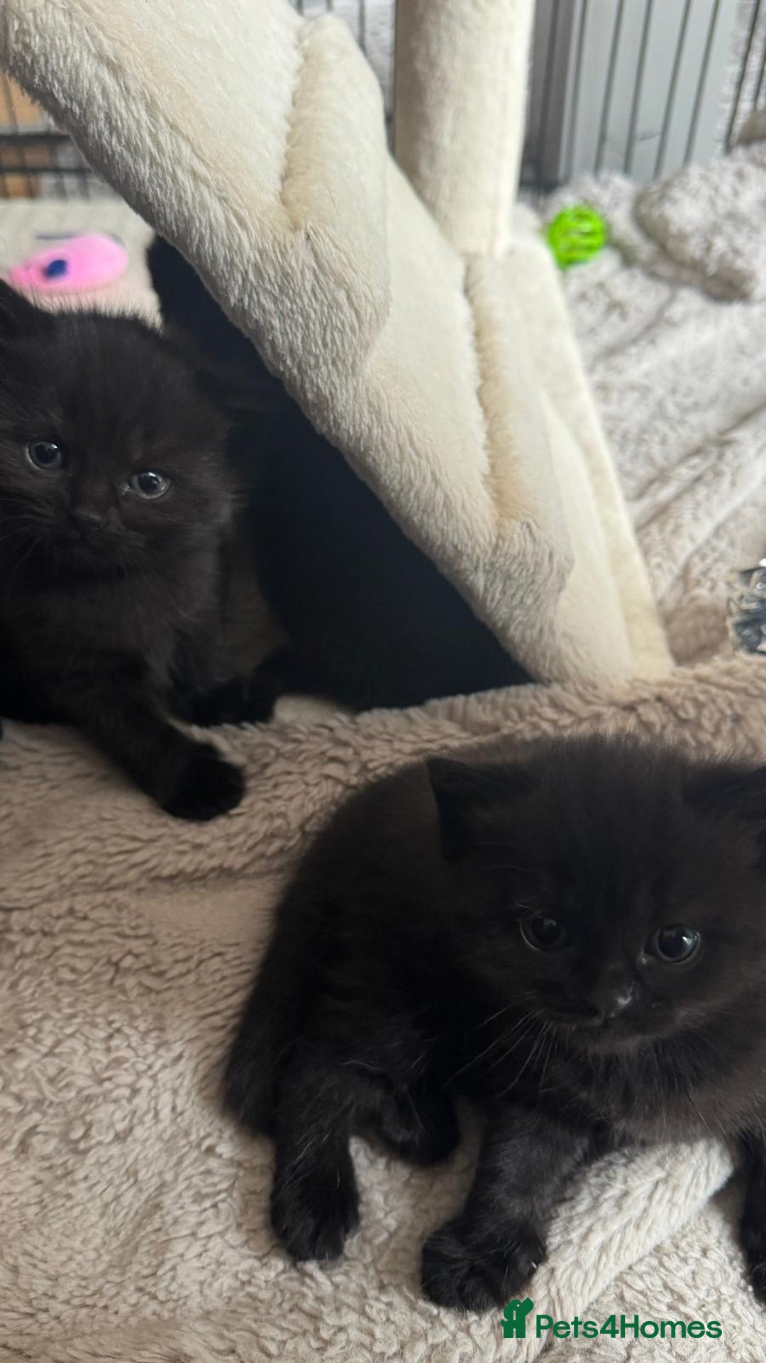 British Shorthair cats for sale: British short hair half breed .  - Image 4