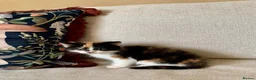 Mixed Breed cats for sale: Kittens Seeking Forever Homes! - Advert 16