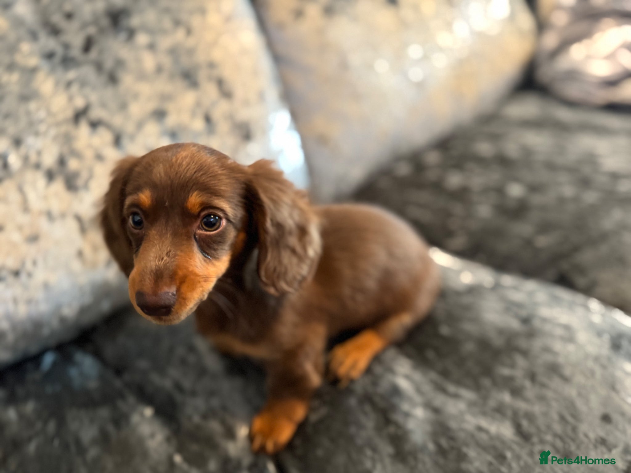 Miniature Dachshund dogs for sale: Miniature Long hair dachshund puppies  - Advert 5