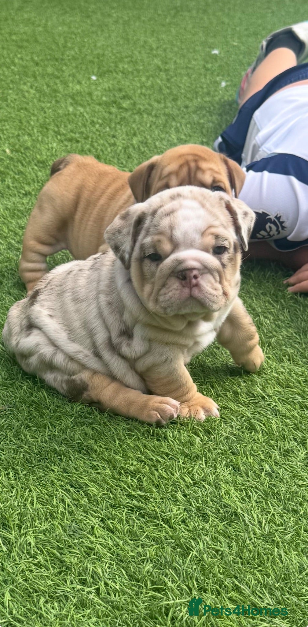 English Bulldog dogs 3wk old English bulldog puppies  - Advert 1