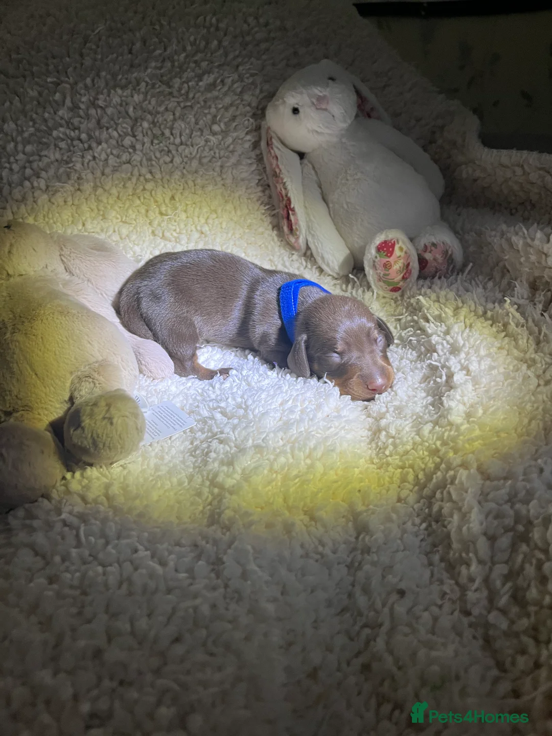 Miniature Dachshund dogs for sale: Miniature dachshund for sale  - Advert 6