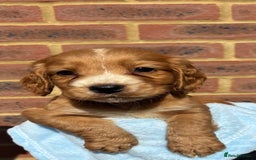 Cocker Spaniel dogs for sale: 🩷Rosie’s Stunning Puppies 🩷 - Image 11