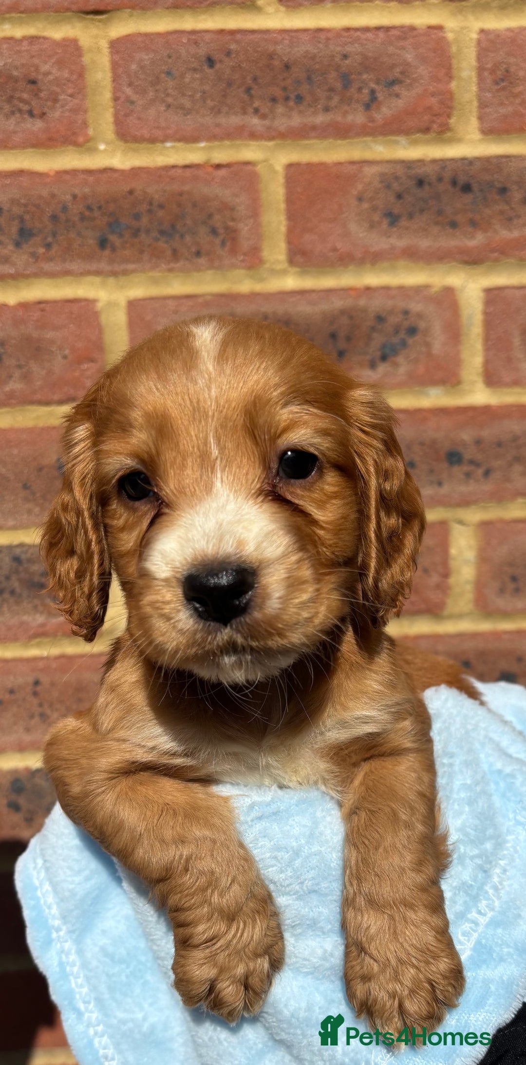 Cocker Spaniel dogs for sale: 🩷Rosie’s Stunning Puppies 🩷 - Image 11