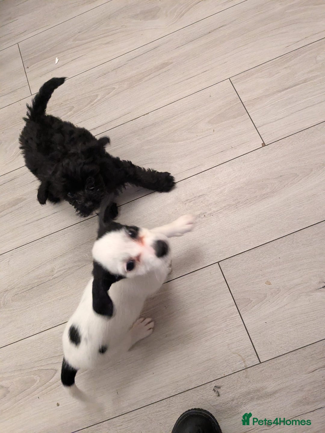 Mixed Breed dogs for sale: Cockapoo x cairn terrier - Image 3