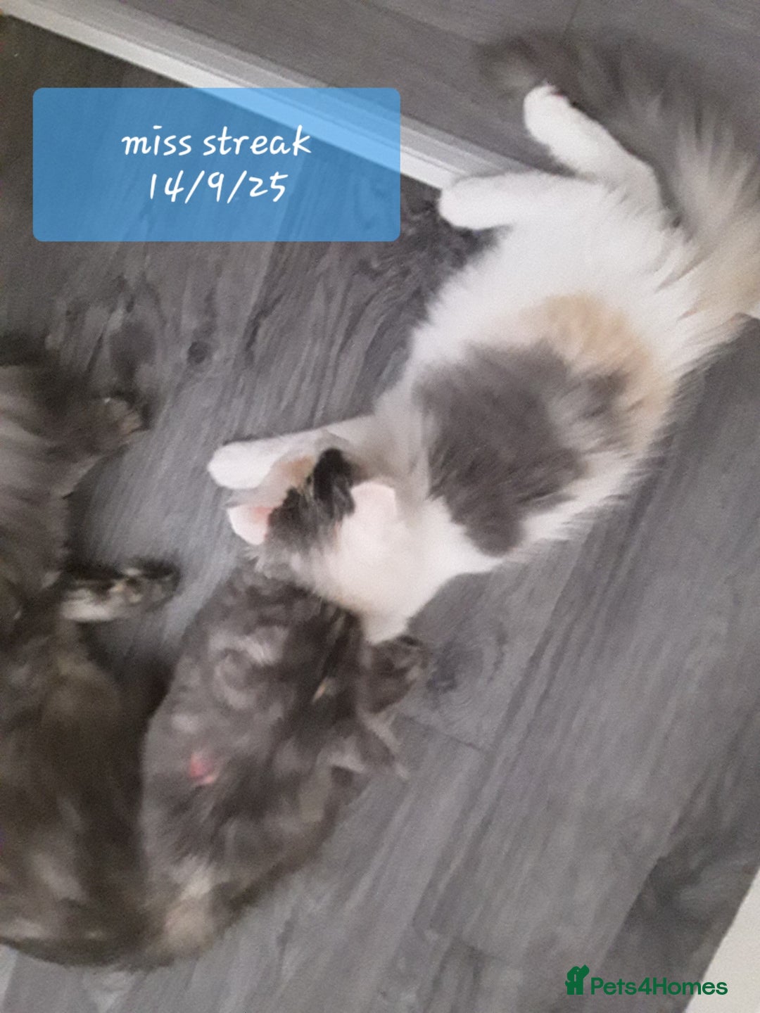 Ragcoon cats for sale: FINAL REDUCTION £300  Stunning, chunky ragcoons  - Image 8