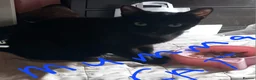 Domestic Shorthair cats for sale: Kittens in Livingston - Advert 15